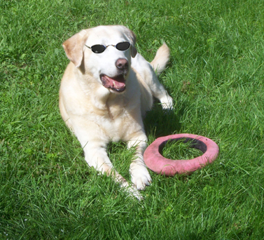 Samantha sunning with her Frisbee&reg;