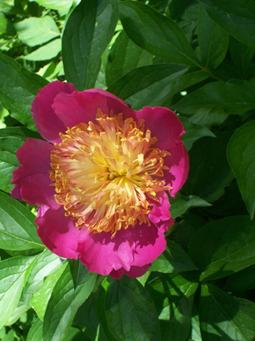 Peony in Samantha's Garden