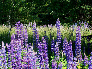 Field of Lupines
