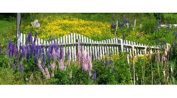 Lupines and Buttercups